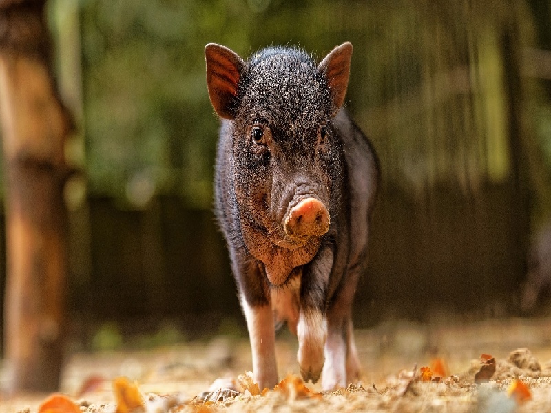 孕宝试管国际（做试管不肯戒烟）——